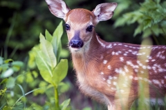 Newborn