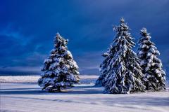 Winter Trees