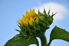 Sunflower 1