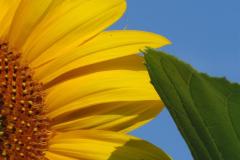 Sunflower III