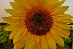Sunflower IV