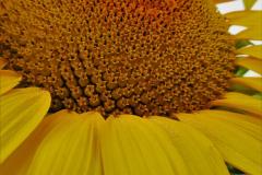 Sunflower II