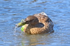 Duck Eating