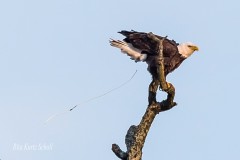 Pooping Eagle