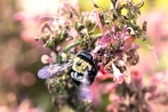Buzzing Wings