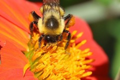 Collecting Pollen