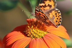 Proboscis Action