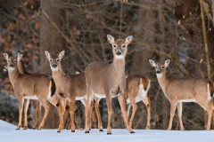 Nature - Deer