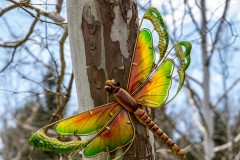 Things that Fly -Dragon Fly