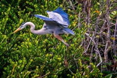 Things that fly - Blue Heron