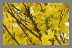 nature - three buds