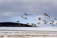 Fly Away