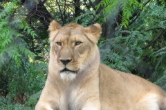 Lion around