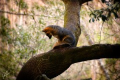 Fox in the Tree at Brookgreen Gardens, SC