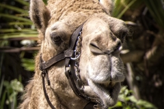 Naples Zoo April 2014