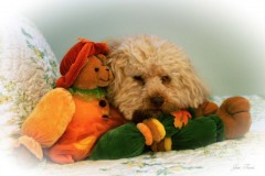 Sleepy Poodle