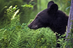 nature_cub_blb