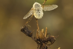 nature_dewybeefly_blb