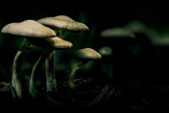 nature fab4