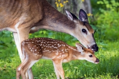 nature_mom_blb