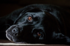 pets1