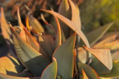 Coral Aloe
