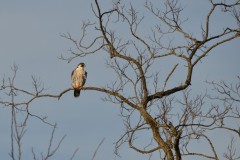 Peregrine Falcon