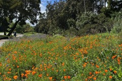 Cal Poppies