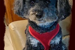 Pets - Jan 24