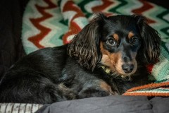 Cora Belle