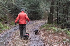 Trail Puppies