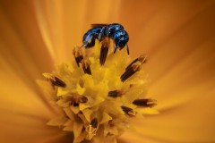 Portrait of a Bug