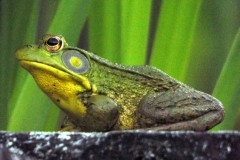 Prince Contemplating