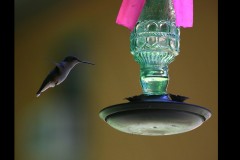 Visitor