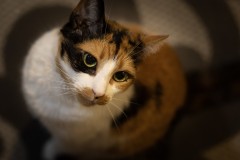 Chaos Kitten