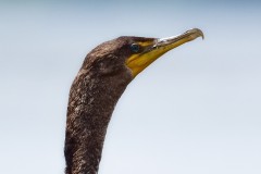 Cormorant