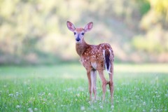 Deer