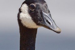 Goose