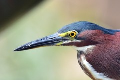 Green Heron