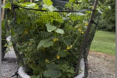 Portrait of Growth