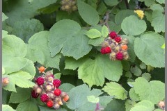 Wine Berry