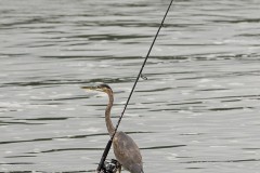 Gone-Fishing Gone-Fishing