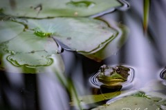 Wading-Around