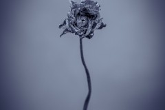 ranunculus after