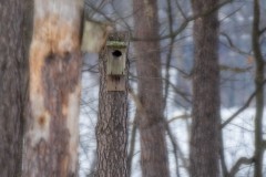 Bird House