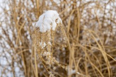 Snowy Reeds