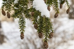 Tiny Pine Cones