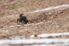 Immature Eagle