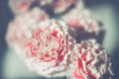 Carnation