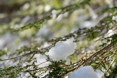 Signs of Winter II